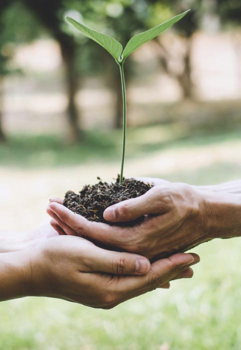 reforestation